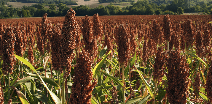 Does beer contain gluten ?
