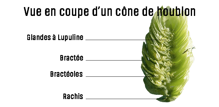 Qu'est ce que le houblon ?