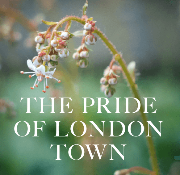 London Pride (The pride of London Town)