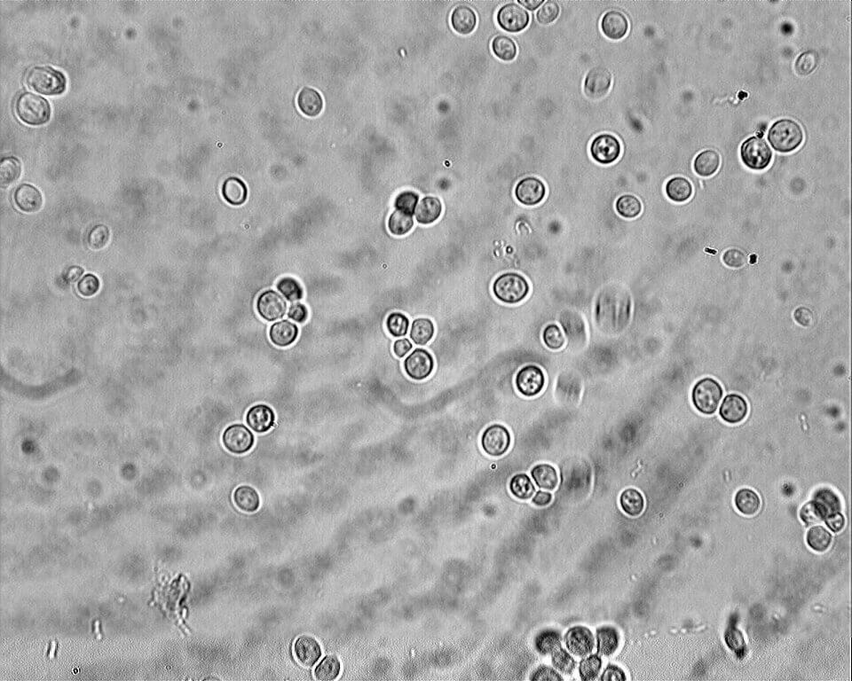 The primary fermentation of beer