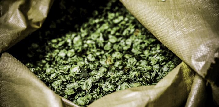 Hop cones and lupulin