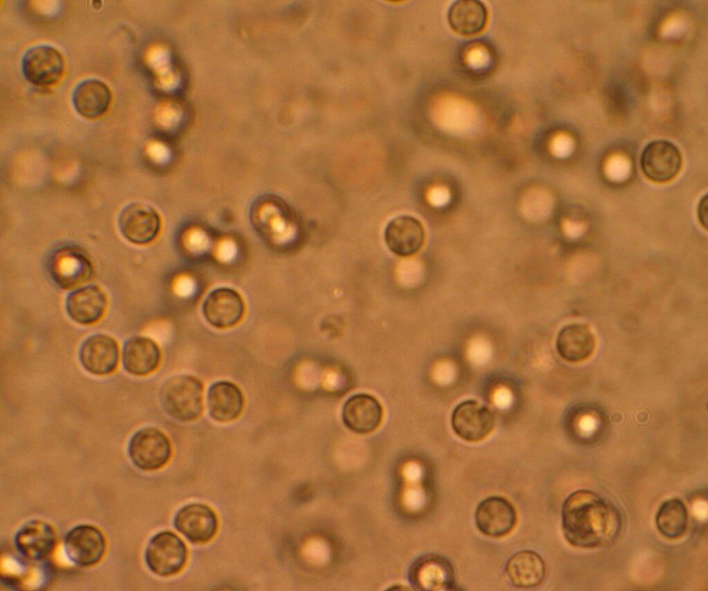 What types of yeast should you use to brew your own beer ?
